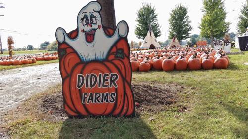 A colorful sign featuring a ghost on a pumpkin, with "DIDIER FARMS" written below, surrounded by a pumpkin patch.