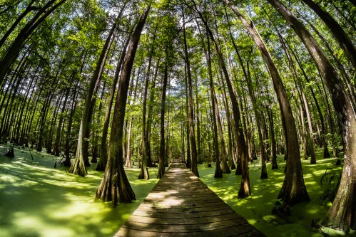 A wooden walkway through a lush green swamp, surrounded by tall trees and vibrant green water.