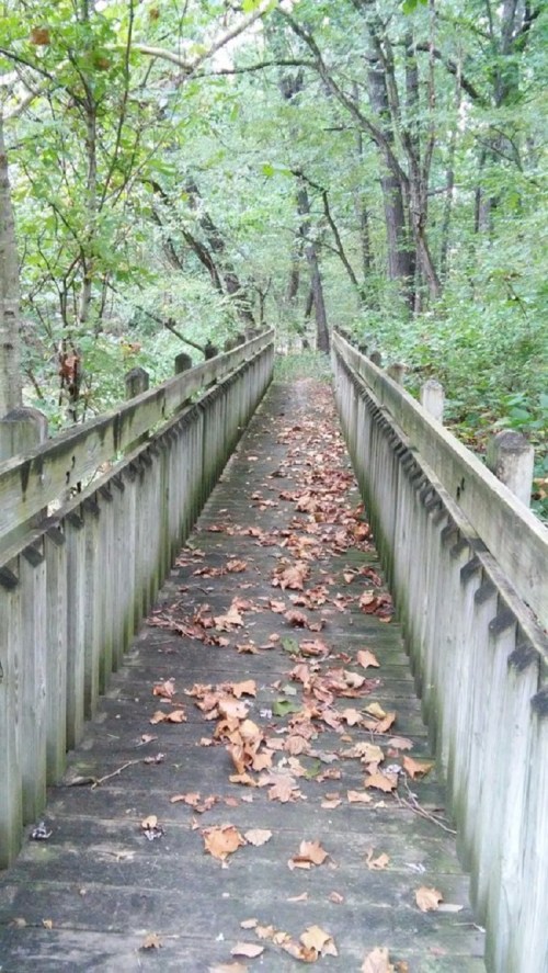 A wooden walkway through a lush green forest, lined with trees and scattered with fallen leaves.