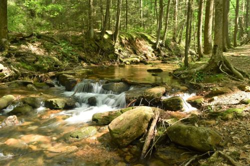 A serene forest scene featuring a gently flowing stream over rocks, surrounded by lush green trees.