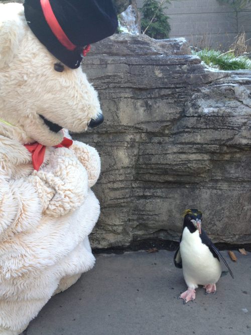A large stuffed polar bear in a hat sits next to a penguin on a rocky surface, both appearing curious about each other.
