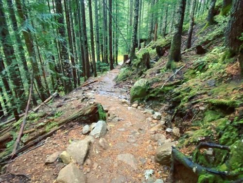 A winding dirt path through a lush green forest, surrounded by tall trees and rocky terrain.