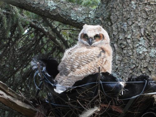 A young owl perched in a nest on a tree, surrounded by branches and textured bark.