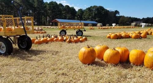 A pumpkin patch with rows of bright orange pumpkins and carts on a sunny day, surrounded by trees and a blue sky.