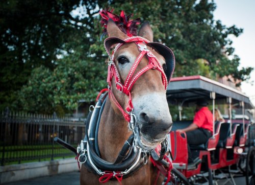 A close-up of a horse in a red harness, standing near a carriage in a park setting.