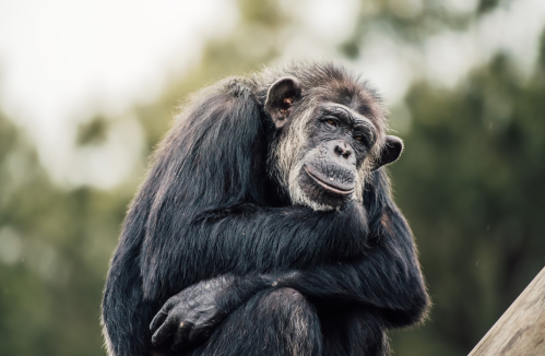 A contemplative chimpanzee sits with its arms wrapped around its knees, surrounded by a blurred natural background.