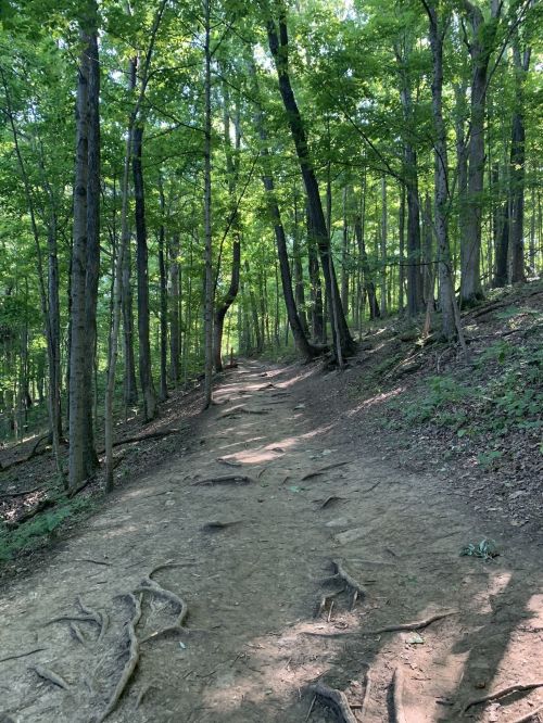 A winding dirt path through a lush green forest with tall trees and sunlight filtering through the leaves.