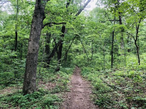 A narrow dirt path winds through a lush, green forest filled with trees and dense foliage.