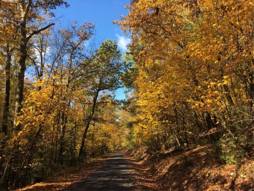 A scenic road lined with vibrant yellow and orange trees under a clear blue sky in autumn.