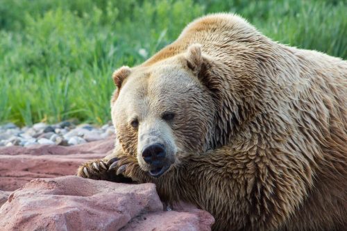 A close-up of a brown bear resting on a rocky surface, surrounded by green grass.