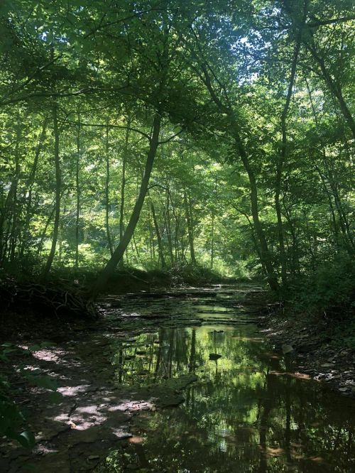 A serene forest scene with lush green trees reflecting in a calm, shallow stream. Sunlight filters through the leaves.