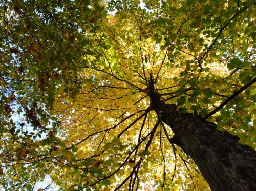 Looking up at a tall tree with vibrant yellow leaves against a bright sky.