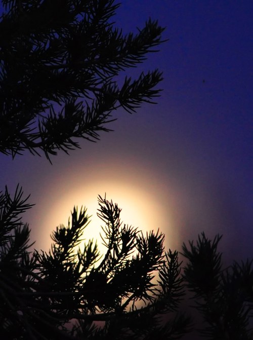 Silhouette of tree branches against a glowing full moon in a twilight sky.