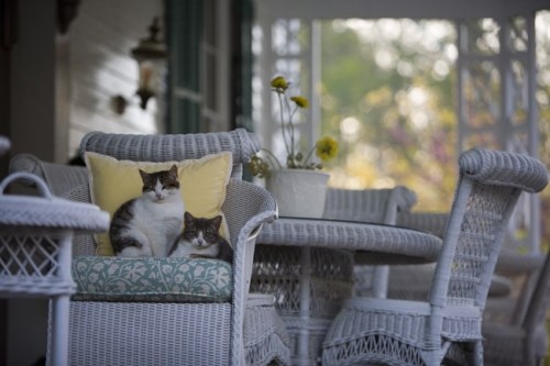 Two cats sit on a cushion of a wicker chair on a porch, surrounded by wicker furniture and a flower pot.