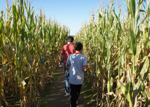 Two people walk through a corn maze on a sunny day, surrounded by tall corn stalks.