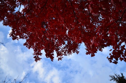 Vibrant red leaves against a blue sky with scattered clouds, creating a striking autumn scene.