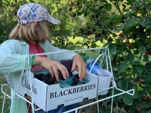 A child collects blackberries in a basket while standing in a berry patch, surrounded by green foliage.