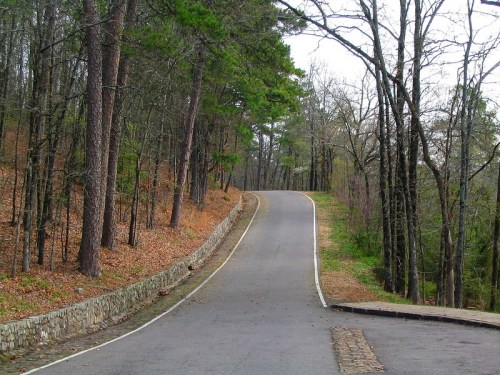 A winding road through a forest with tall trees and fallen leaves, leading into the distance.