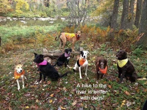 A group of seven dogs in colorful bandanas poses by a river in a forest, with a sign that reads, "A hike to the river is better with dogs!"