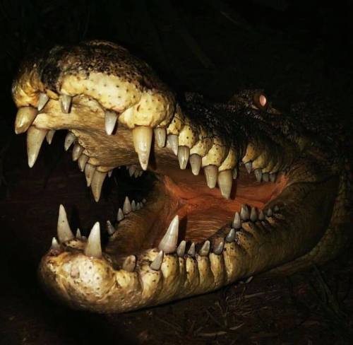 A close-up of a crocodile's open mouth, showcasing sharp teeth and textured skin in a dark setting.