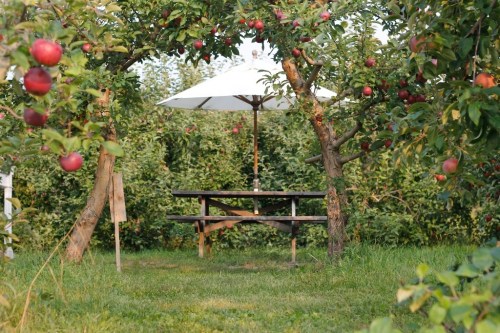 A peaceful orchard scene with apple trees, red apples, and a wooden picnic table under a white umbrella.