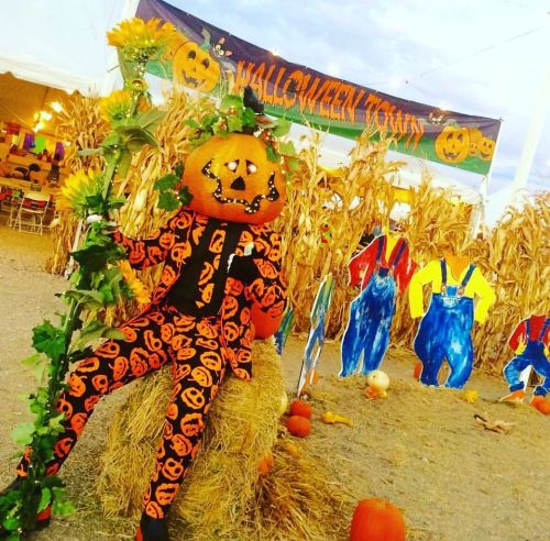A pumpkin-headed figure in an orange Halloween suit sits on hay, surrounded by corn and festive decorations.