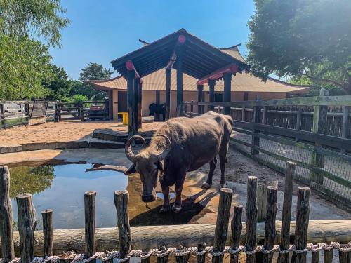 A water buffalo stands near a small pond in a zoo, with a shelter and trees in the background.