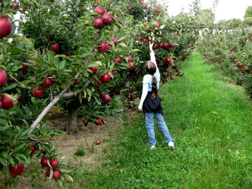 A child reaches for a red apple on a tree in an orchard, surrounded by lush green grass and apple-laden branches.