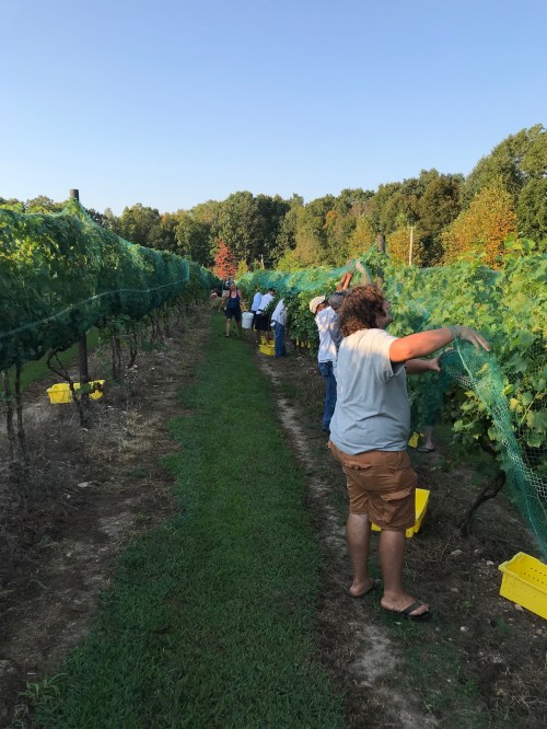 People working in a vineyard, placing nets over grapevines on a sunny day, with trees in the background.