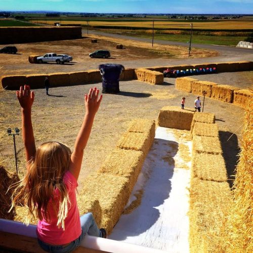 A child raises her hands in excitement at a hay maze with families enjoying the outdoor space on a sunny day.