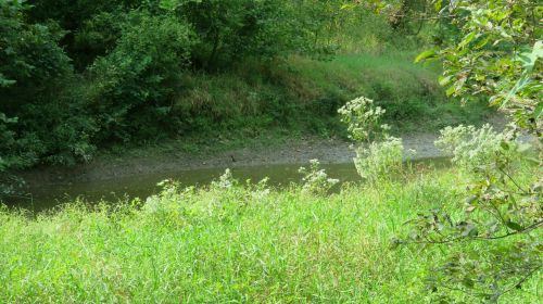 A serene riverbank scene with lush green grass and wildflowers, surrounded by trees and foliage.