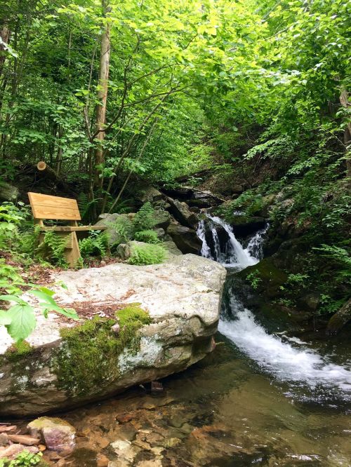 A serene forest scene featuring a small stream flowing over rocks, with a wooden bench nearby surrounded by lush greenery.