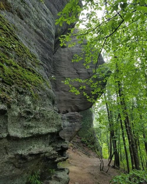 A moss-covered rock formation surrounded by lush green trees in a misty forest.