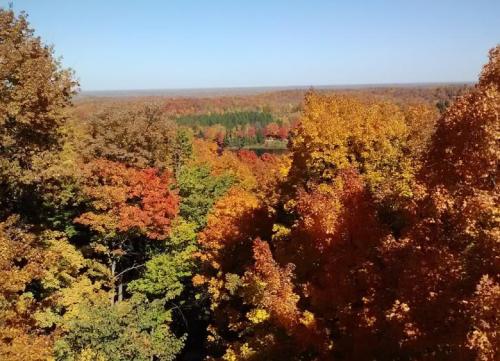 Vibrant autumn foliage in shades of orange, yellow, and red, with a clear blue sky above a vast landscape.