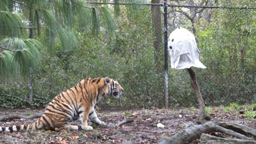 A tiger sits on the ground, looking curiously at a white sheet draped over a stick in a natural setting.