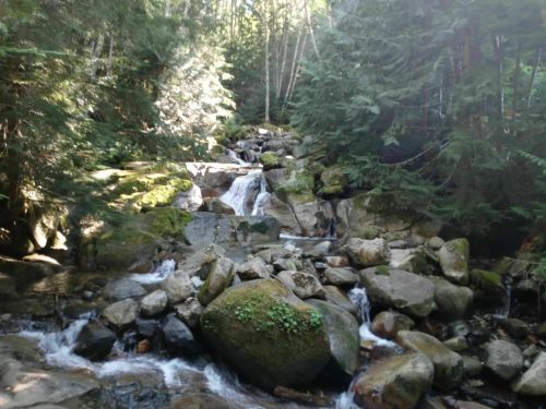 A serene forest scene featuring a flowing stream over rocks, surrounded by lush green trees and sunlight filtering through.