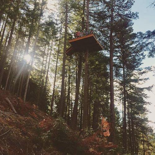 A treehouse perched high in a forest, surrounded by tall trees and dappled sunlight filtering through the leaves.