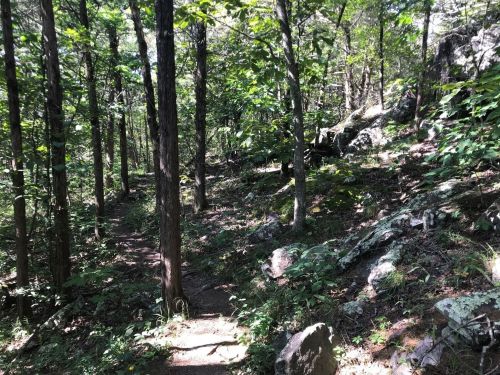 A narrow trail winds through a dense forest with green foliage and rocky terrain. Sunlight filters through the trees.