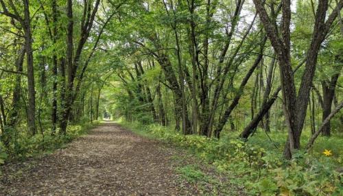 A serene forest path lined with tall trees and lush greenery, inviting exploration through nature.