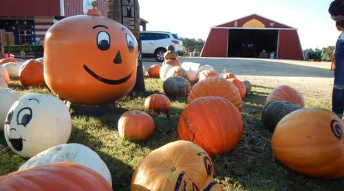 A smiling pumpkin decoration surrounded by various pumpkins on a farm, with a barn in the background.