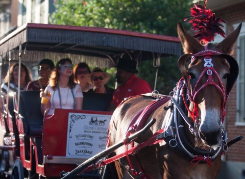 A horse-drawn carriage with passengers enjoying a ride on a sunny day, featuring a horse adorned with a decorative harness.