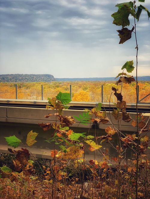 A scenic view of autumn foliage with yellow leaves, a distant hill, and a cloudy sky, framed by plants in the foreground.