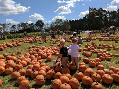 Children explore a pumpkin patch filled with numerous pumpkins under a bright blue sky and fluffy clouds.