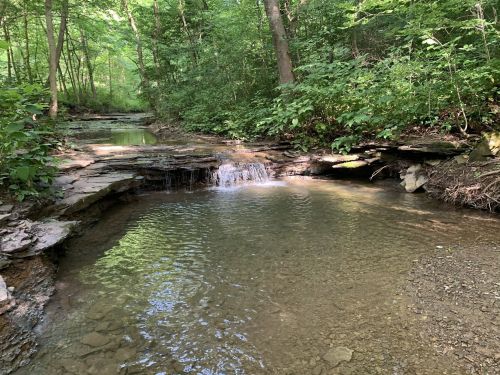 A serene forest scene featuring a small creek with gentle waterfalls and lush greenery surrounding the water.