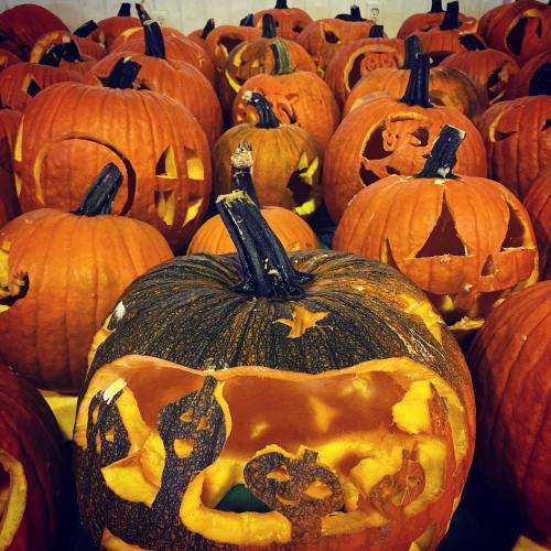 A collection of carved pumpkins with various designs, showcasing their orange skin and intricate cutouts.