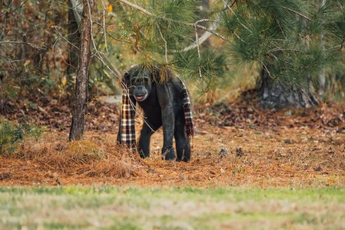 A chimpanzee stands in a forest, partially hidden by trees, with a plaid scarf draped over its shoulders.