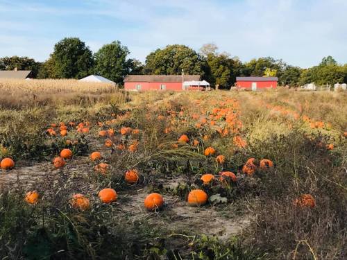 A pumpkin patch with numerous orange pumpkins scattered across a field, surrounded by trees and farm buildings in the background.