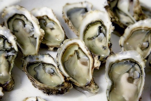 Freshly shucked oysters arranged on a plate, showcasing their glossy, briny interiors.