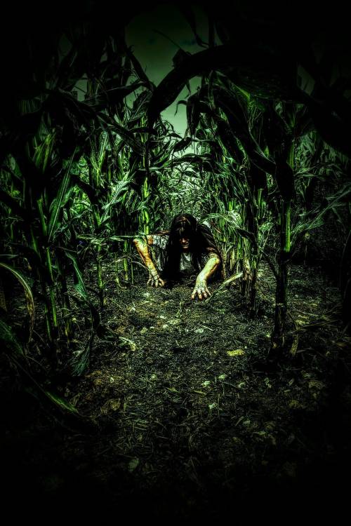A figure crawls through a dark, dense cornfield, surrounded by tall, shadowy corn stalks.