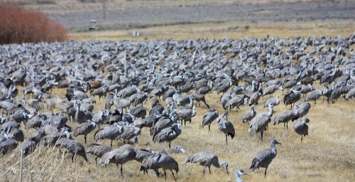 A vast flock of cranes gathered in a grassy field, with many birds standing closely together under a clear sky.